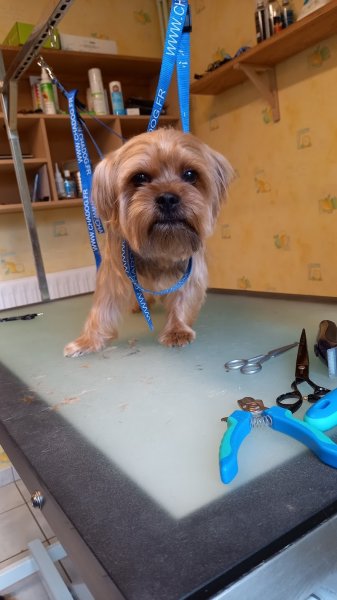 Idéal Canin - photo 2