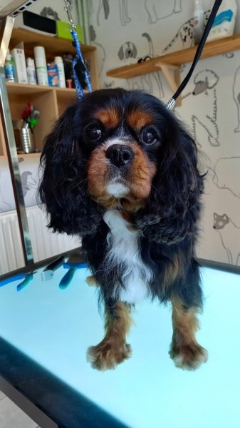 Idéal Canin - photo 3