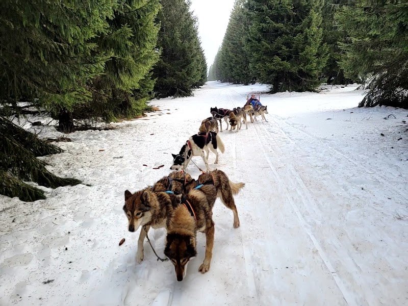 Baptême Chiens Traîneau Evasion Super Besse - photo 1
