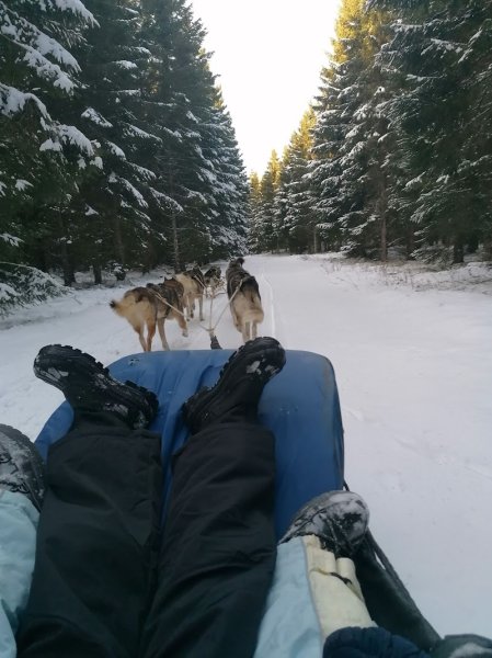 Baptême Chiens Traîneau Evasion Super Besse - photo 2