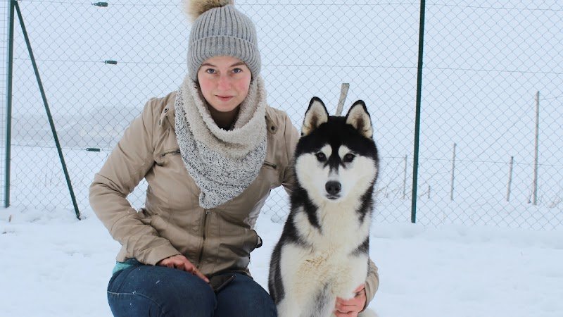 The Land of Wolves - Elevage Husky et Pension canine - photo 1