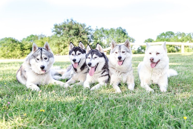 The Land of Wolves - Elevage Husky et Pension canine - photo 2