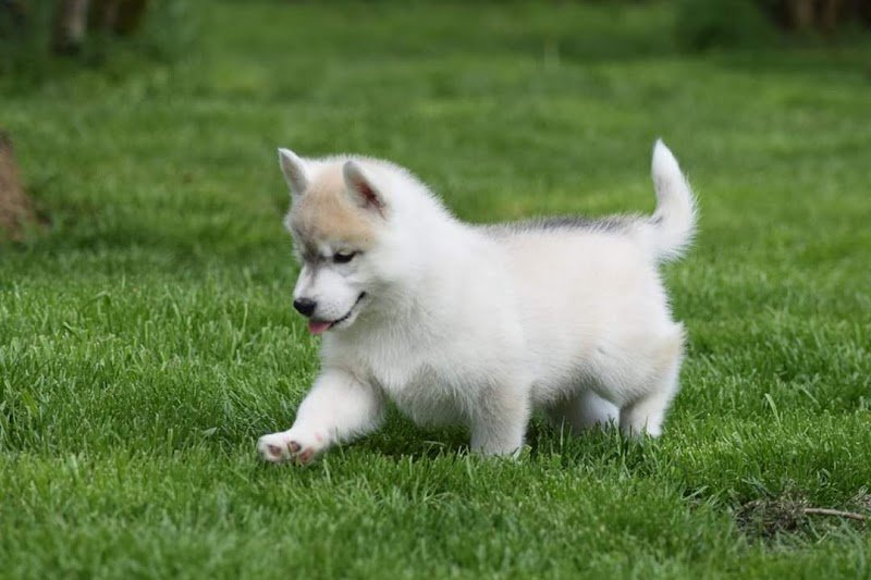 The Land of Wolves - Elevage Husky et Pension canine - photo 3