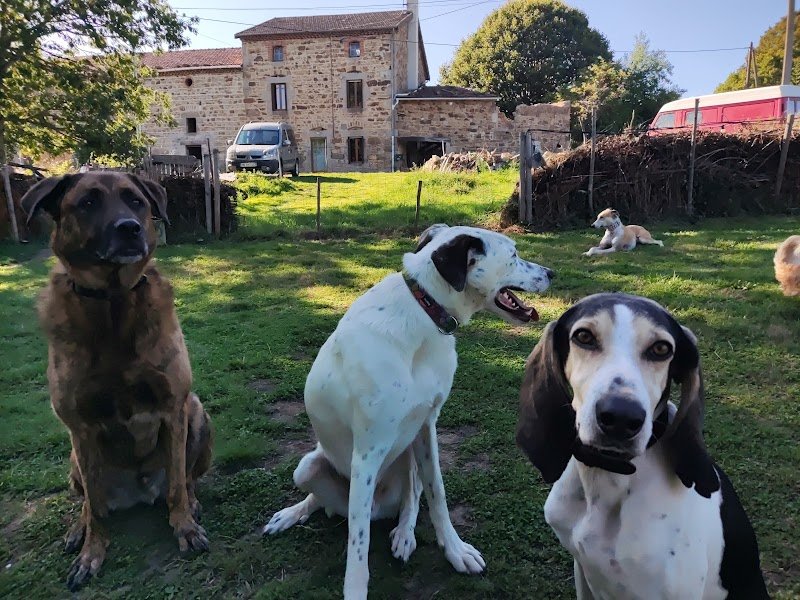 La Meute du Livradois - pension canine 63 - photo 2