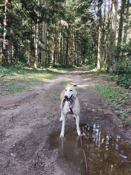 La Meute du Livradois - pension canine 63 - photo 3