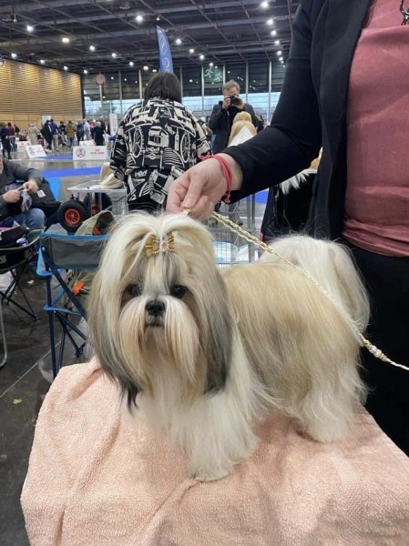 Club des Chiens Tibétains de France