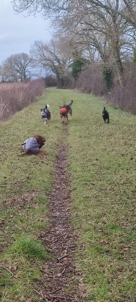 Fever Education Canine - photo 1