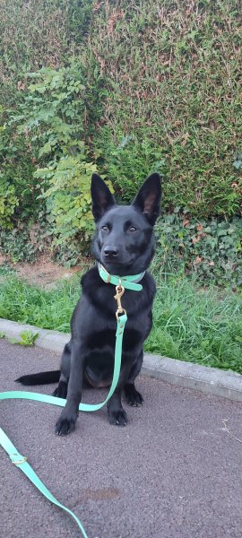 Fever Education Canine - photo 2