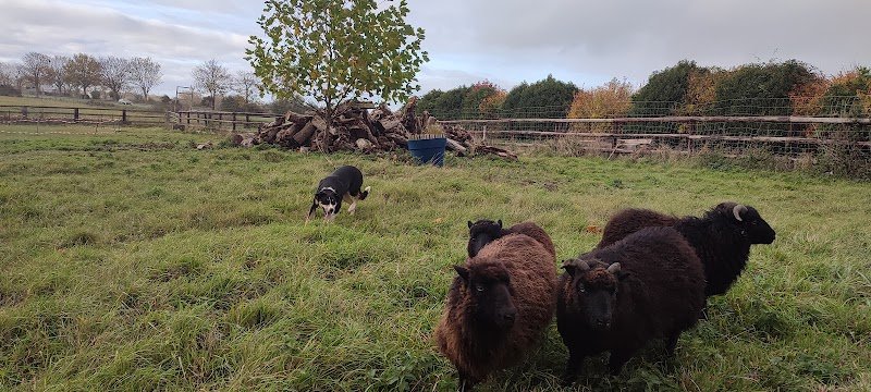 Fever Education Canine - photo 3