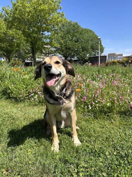 Education canine Rochefort - Aboie et à l’œil - photo 1