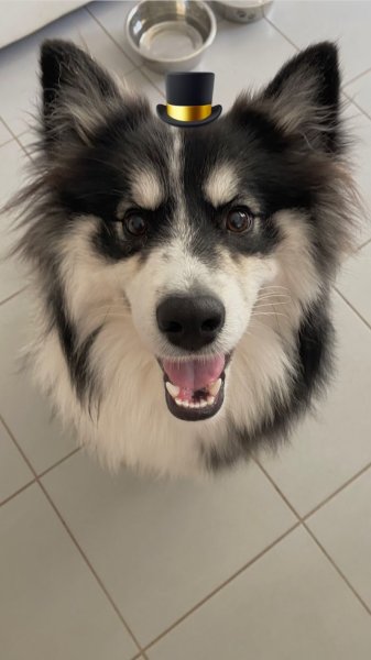 Education canine Rochefort - Aboie et à l’œil - photo 2