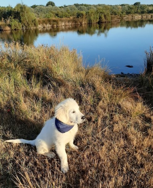 Education canine Rochefort - Aboie et à l’œil - photo 3