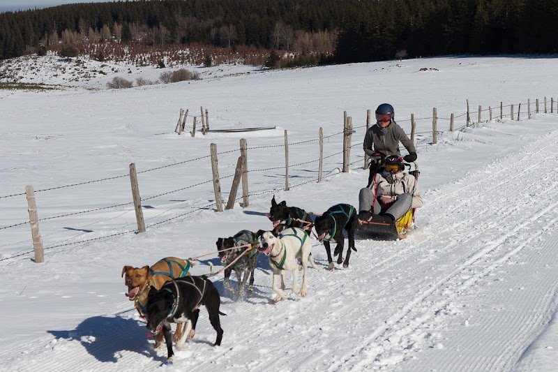 Enola Sled Dogs - photo 2