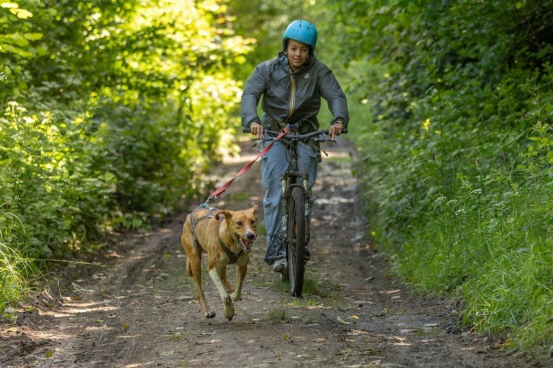 Enola Sled Dogs - photo 3