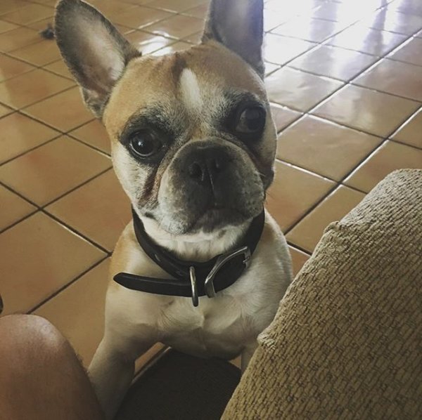 Jean-Charles Denis Comportementaliste canin - photo 1