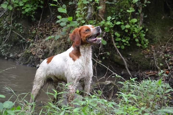 Clos des Jarousses - Pension canine - Elevage Epagneuls Bretons - Dressage chien