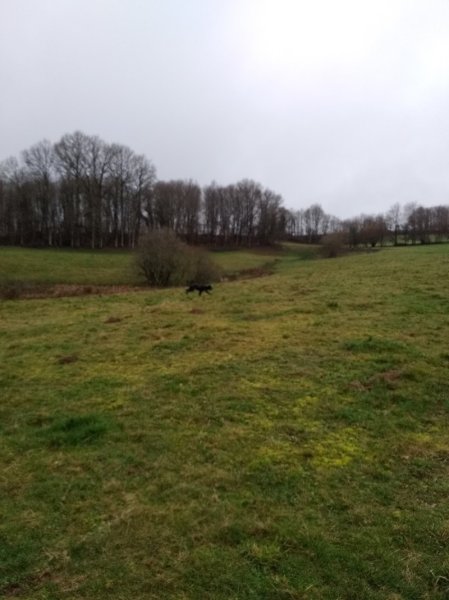 Clos des Jarousses - Pension canine - Elevage Epagneuls Bretons - Dressage chien - photo 2