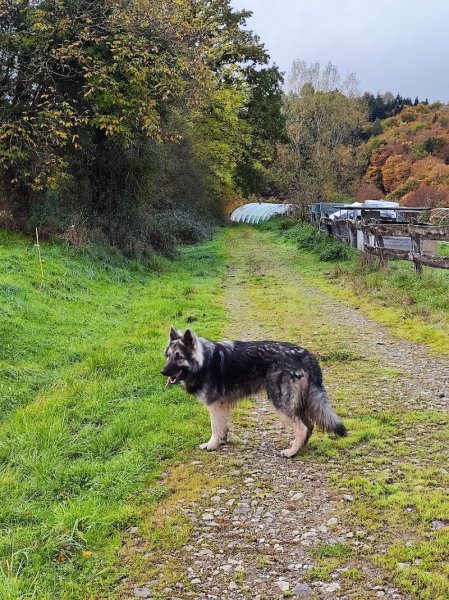 Clos des Jarousses - Pension canine - Elevage Epagneuls Bretons - Dressage chien - photo 3