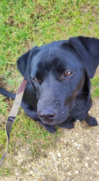 Emma Passion Canine - photo 1