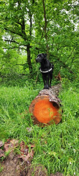 Emma Passion Canine - photo 2