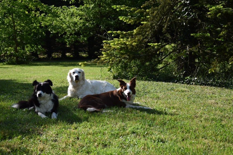 Infinity-Dog Éducateur Canin La Rochelle