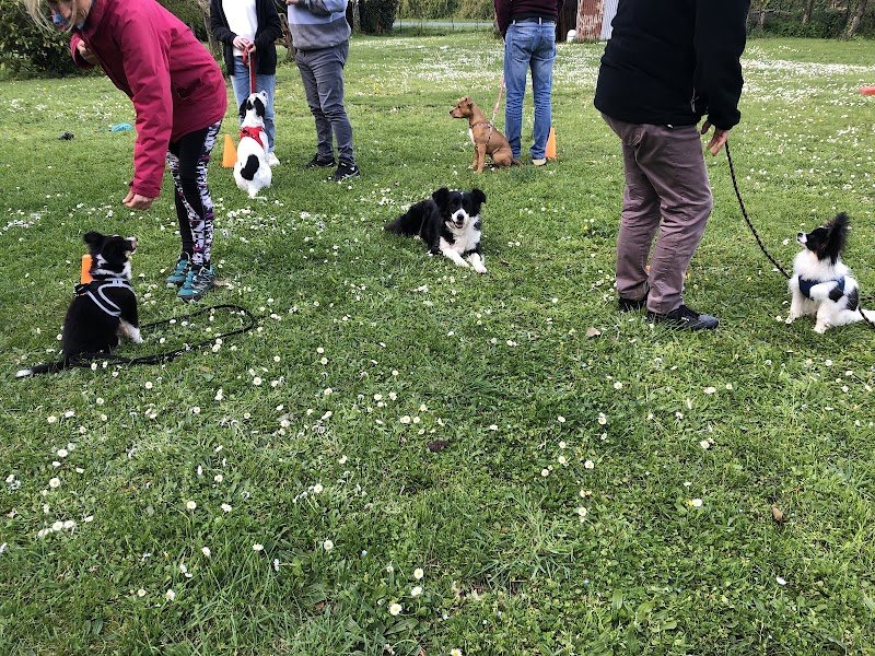 Infinity-Dog Éducateur Canin La Rochelle - photo 2
