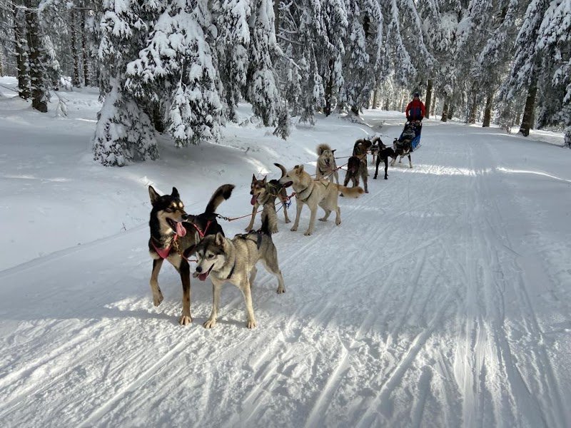 Chiens de Traîneau des Volcans - photo 2