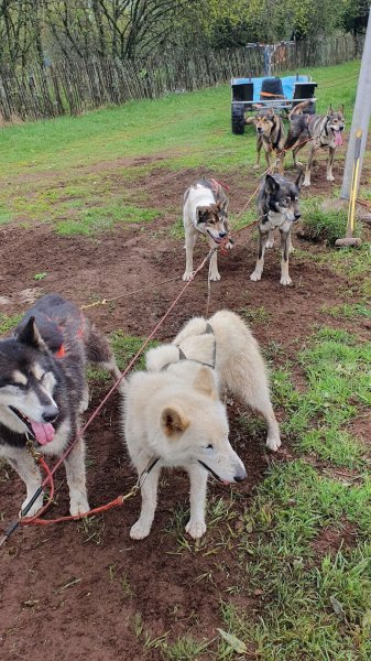 Chiens de Traîneau des Volcans - photo 3