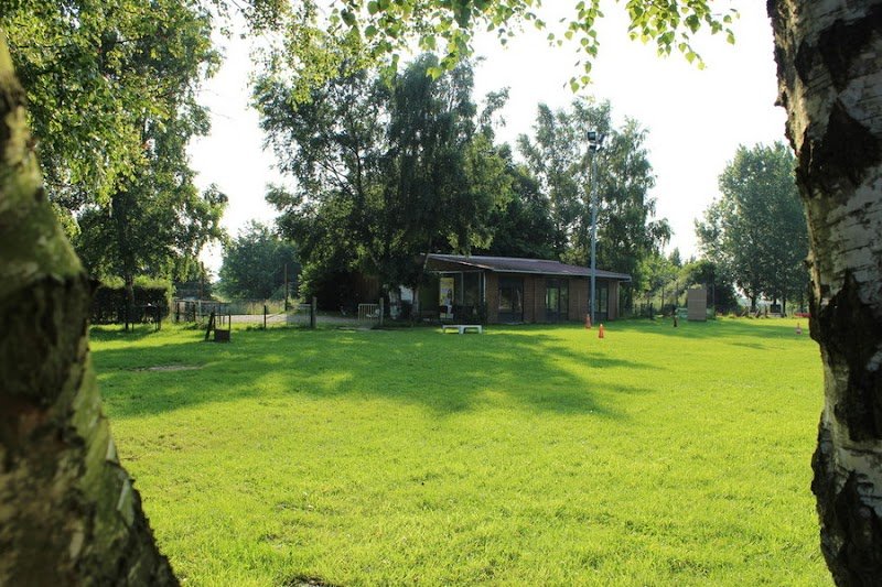 Dog Be Cool - photo 2