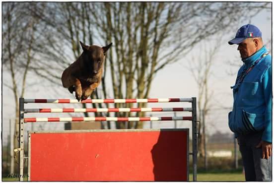 Dog Be Cool - photo 3