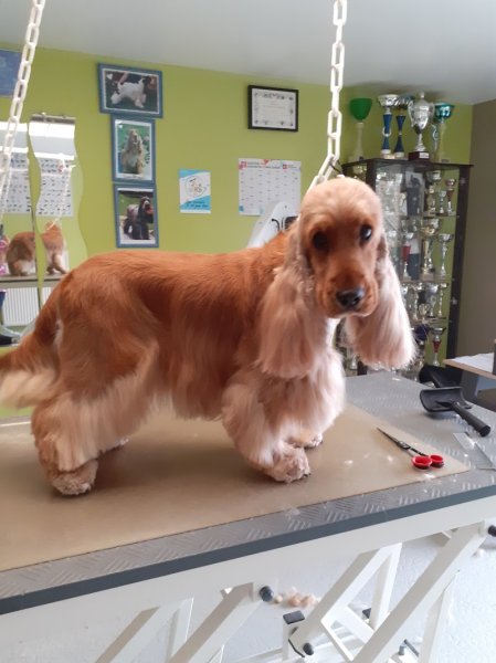 ATELIER CANIN DES CHARMES DE VERZAN