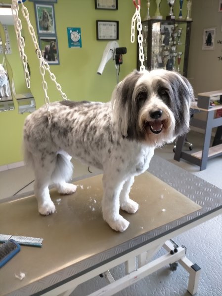 ATELIER CANIN DES CHARMES DE VERZAN - photo 3