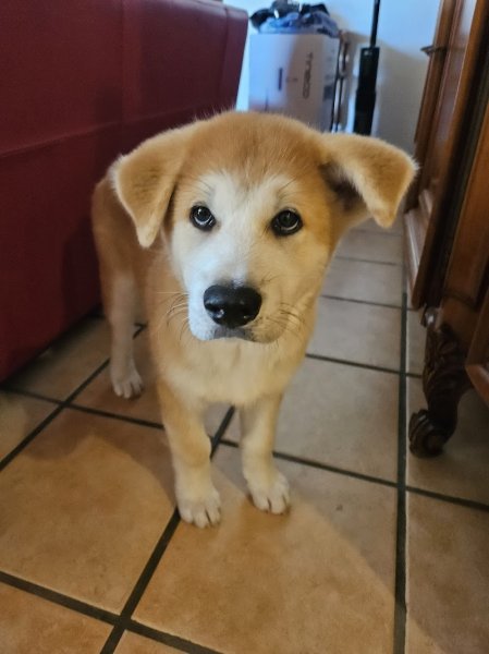 Dog's Time 13, éducateur comportementaliste canin à Aix en Provence et les Bouches-du-Rhône, 13 - photo 3