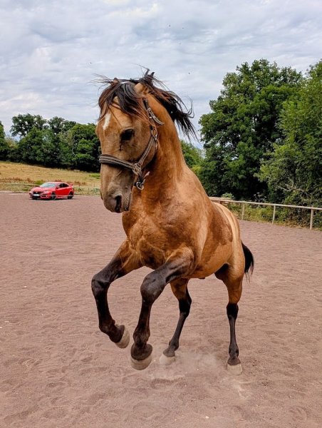 Rachel Comportementaliste équin - photo 2