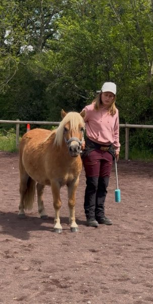 Rachel Comportementaliste équin - photo 3