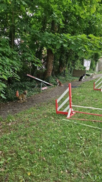 C.E.P.C. Centre d'éducation canine - photo 3