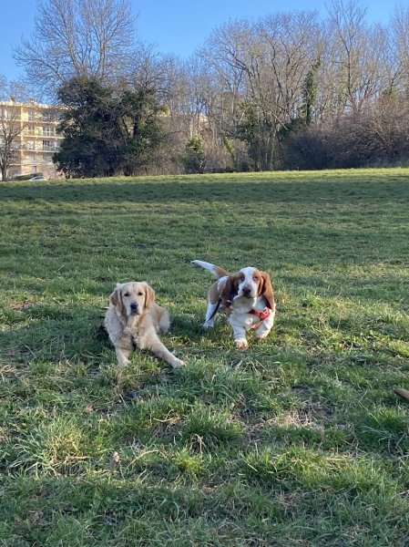 Camidog's Education Canine - photo 1