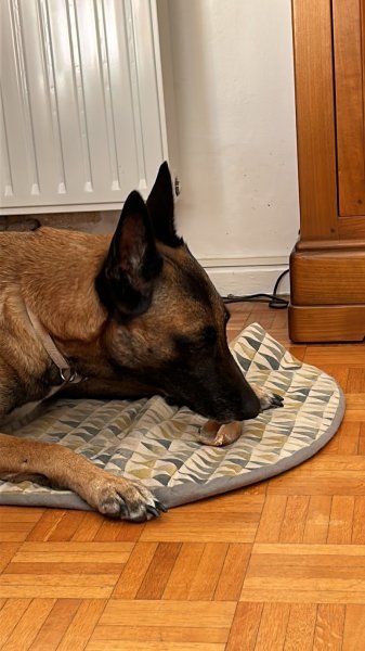 Camidog's Education Canine - photo 3