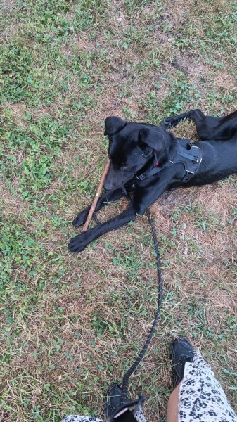 4 pattes et une truffe Educateur canin - photo 2