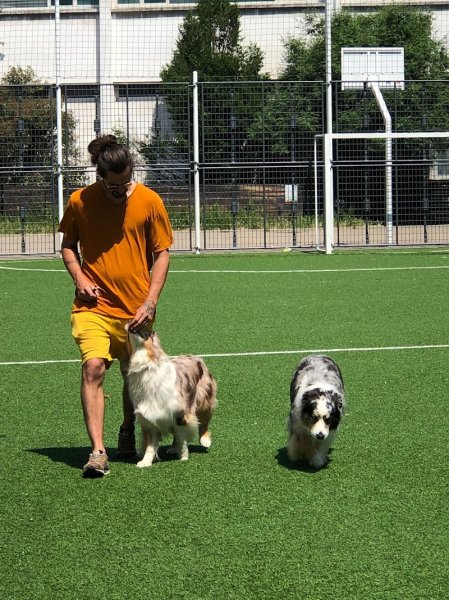 Yann Training - Éducateur canin & Pet sitter