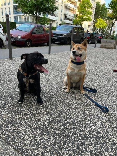 Yann Training - Éducateur canin & Pet sitter - photo 2