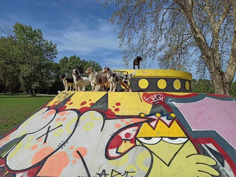 Yann Training - Éducateur canin & Pet sitter - photo 3