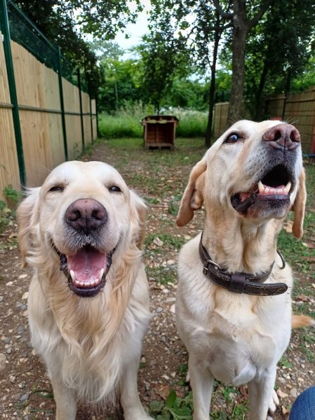 Pension canine Paw'sitive Job
