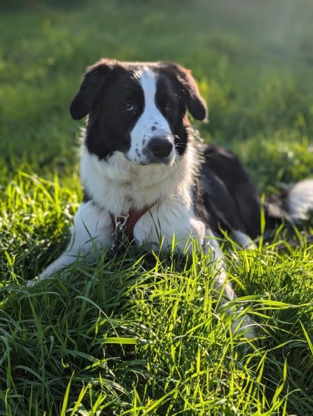 Pension canine Paw'sitive Job - photo 2