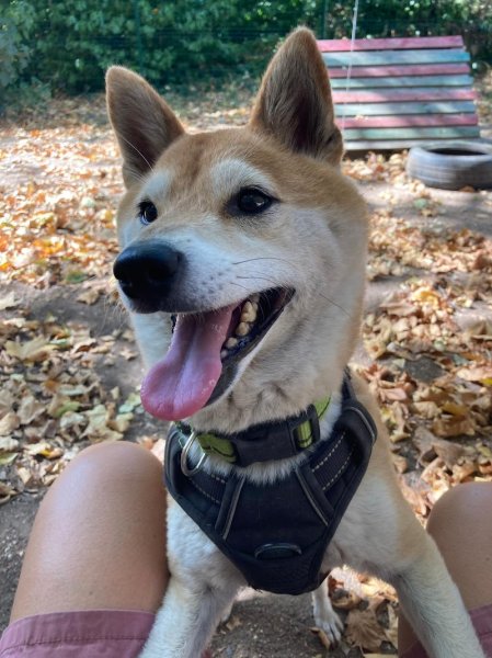 Pension canine Paw'sitive Job - photo 3