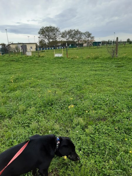 club de chien de Police de Corbas - photo 2