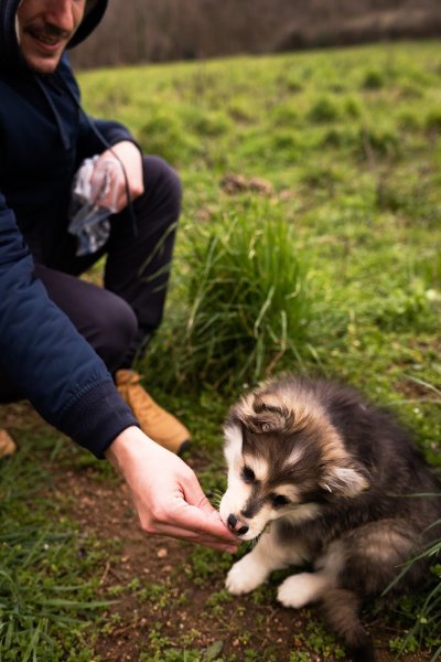 Marius Denuel - éducateur canin - photo 1