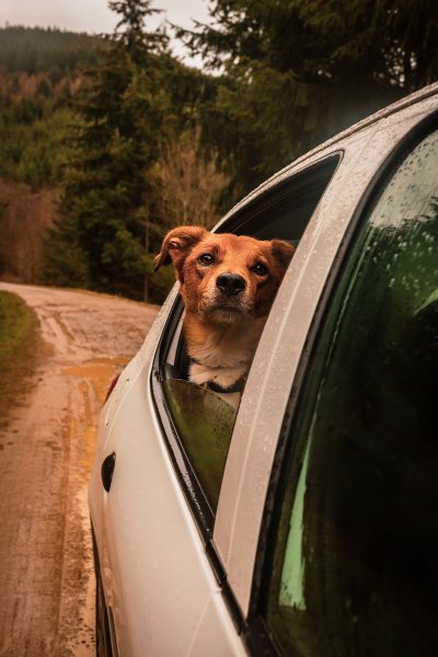 Marius Denuel - éducateur canin - photo 2