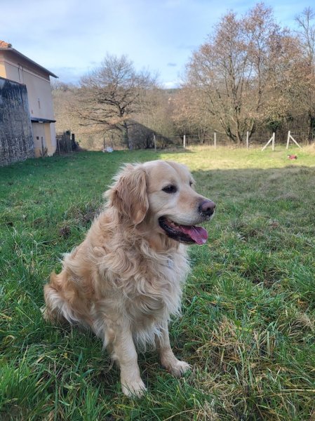 Atout canin - photo 1