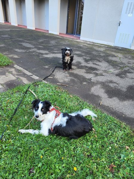 Atout canin - photo 2